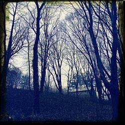 Bare trees against sky