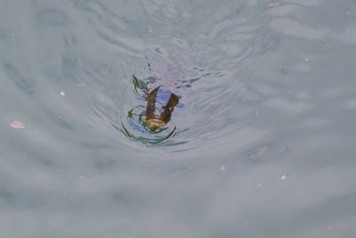 High angle view of fish swimming in lake