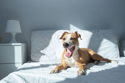 Dog lying down on bed