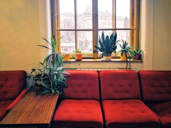 Potted plants on table at home