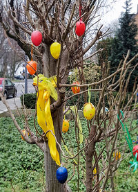 Close-up of flowers growing on tree