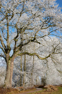 Low angle view of bare trees on field against sky
