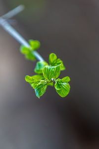 Close-up of green leaf