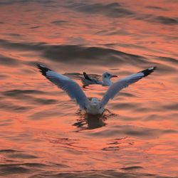 Seagulls flying in the sky