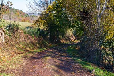 Road amidst trees in forest during autumn