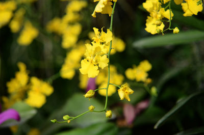 Close-up of yellow flowers blooming outdoors