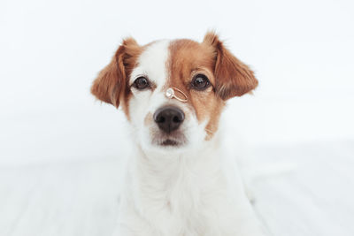 Close-up portrait of dog looking at white wall