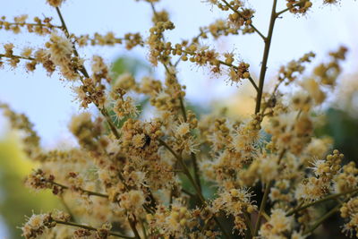 Low angle view of flowering plant against sky