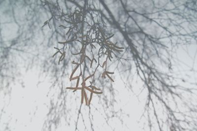 Low angle view of frozen bare tree during winter