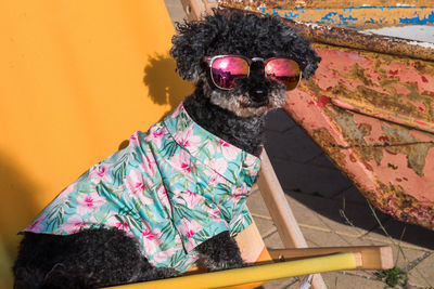 Cute little dog looks very cool with the sunglasses and summer shirt on the deck chair