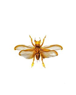 Close-up of insect on flower