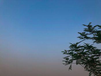 Low angle view of tree against clear blue sky