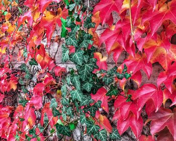 Full frame shot of red maple leaves