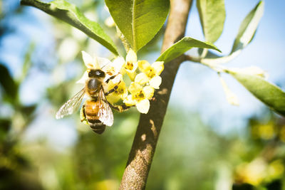 Close-up of insect on plant