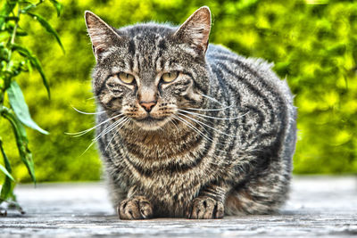 Close-up portrait of cat