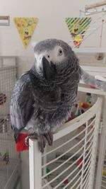 Close-up of a bird