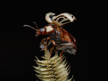 Close-up of insect over black background