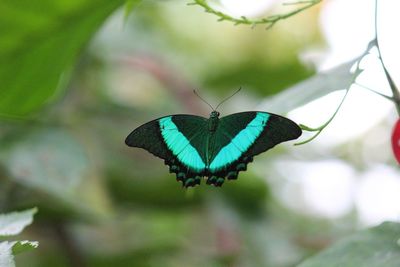 Close-up of butterfly on leaf