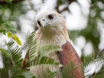 Close-up of owl perching on branch