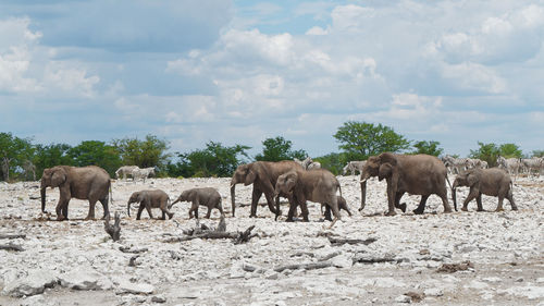 Herd of elephant