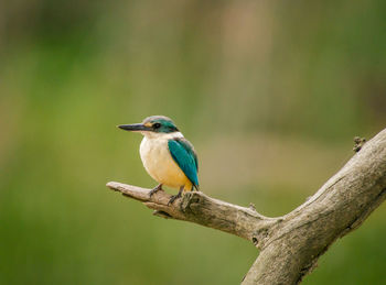 Close-up of bird perching on leaf