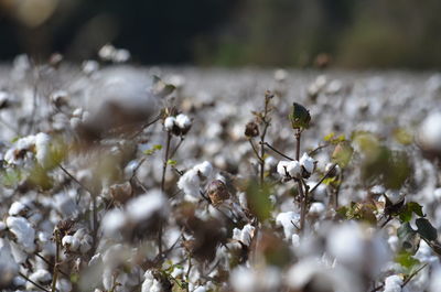 Close-up of cotton plants growing on field