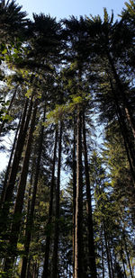 Low angle view of bamboo trees in forest