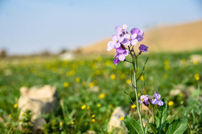 Close-up of pink flowering plant on field