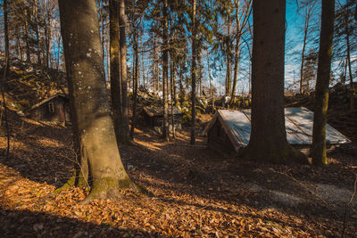 Trees in forest