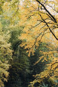 Trees in forest during autumn