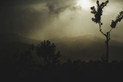 Silhouette trees against sky during foggy weather