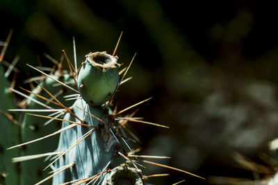 Close-up of succulent plant