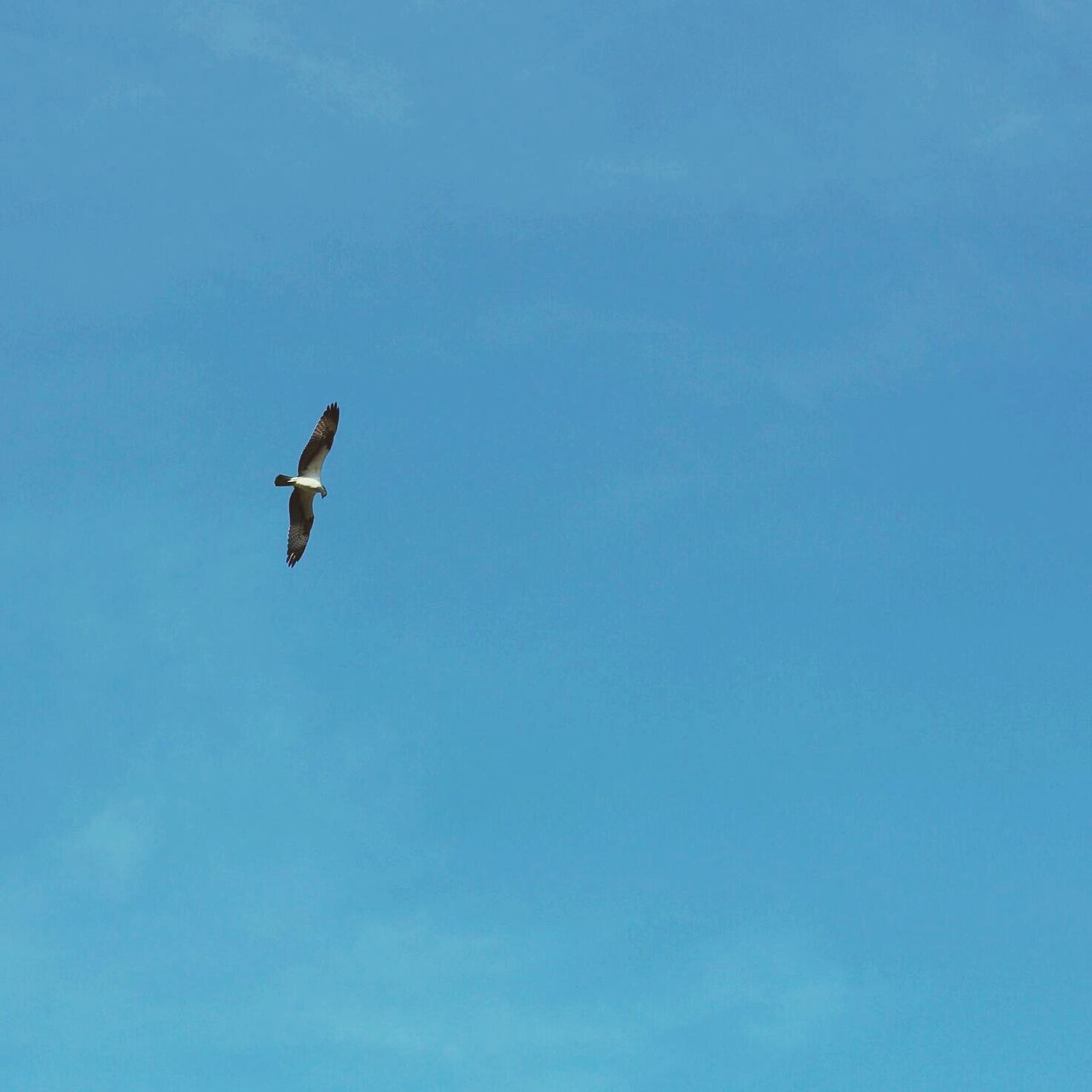 bird, flying, animal themes, animals in the wild, low angle view, wildlife, one animal, blue, spread wings, mid-air, clear sky, copy space, sky, nature, outdoors, day, no people, beauty in nature, seagull, flight