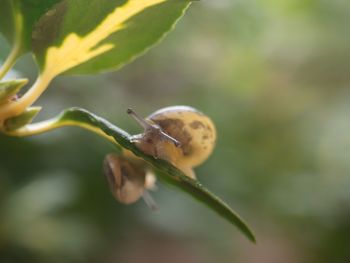 Close-up of insect on plant