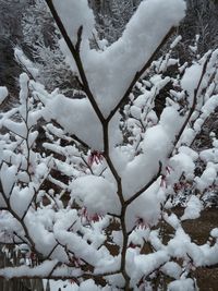 Close-up of snow covered tree against sky