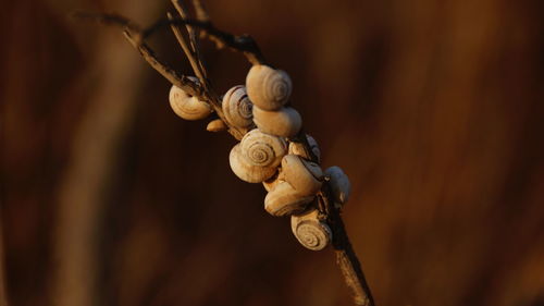 Close-up of snail shells on twig