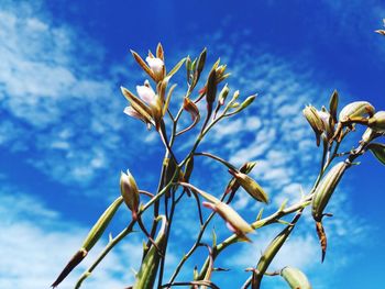 Close-up of flowering plant against blue sky