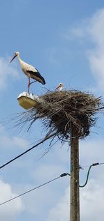 Low angle view of bird perching on nest against sky