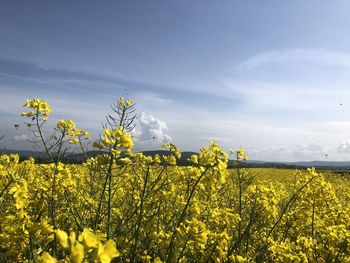rapeseed