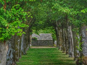 Trees in park