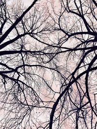 Low angle view of bare trees against sky