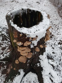 Close-up of snow on ground