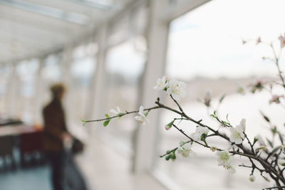 Close-up of white flowers against woman in background