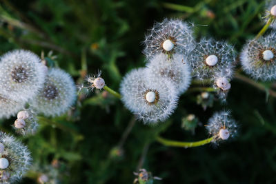 Close-up of white dandelion