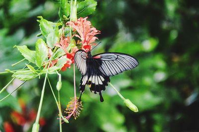 Close-up of butterfly on flower