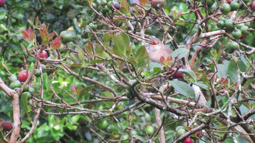 Close-up of a bird on tree