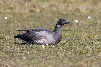 Close-up of duck on field