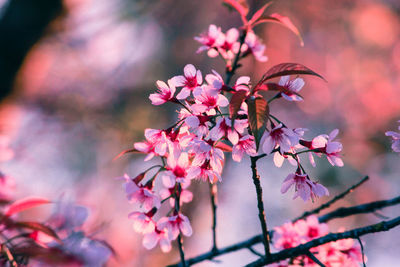 Close-up of pink cherry blossoms