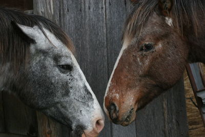 Close-up of horse in stable