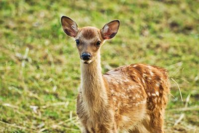 Portrait of deer